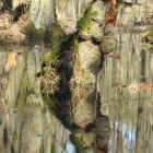 spiegel_wassergrasbaum