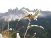 edelweis-vor-der-geislergruppe-in-suedtirol