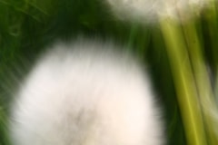 [:en]Plants[:de]Pflanzen