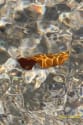 blatt-im-oberlauf-der-isar
