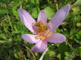 herbstzeitlose-biene