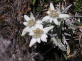 edelweis