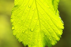 [:en]Plants[:de]Pflanzen