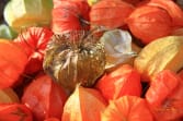 lampionblume-physalis-alkekengi
