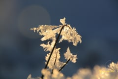 [:en]Ice-Flowers[:de]Eisblumen