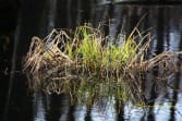 spiegel_wassergras