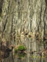 spiegel_wasserbaum