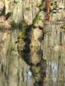 spiegel_wassergrasbaum