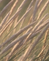 gewoehnlicher-strandhafer-ammophila-arenaria-auf-der-insel-sylt
