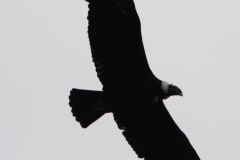 [:en]Animals[:de]Tiere