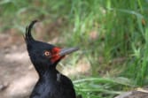 magellanic-woodpecker