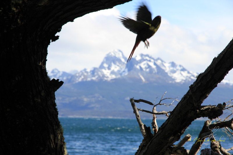 papagei-in-ushuaia-am-lago-roca