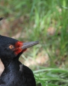 magellanic-woodpecker